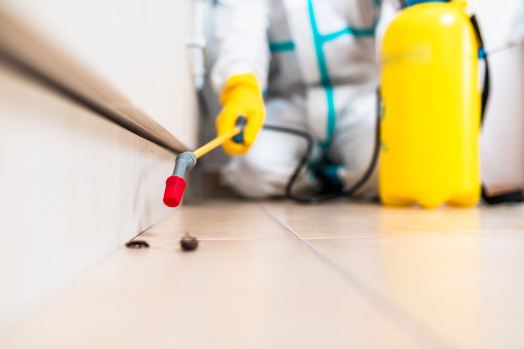 Belton Cockroach Experts