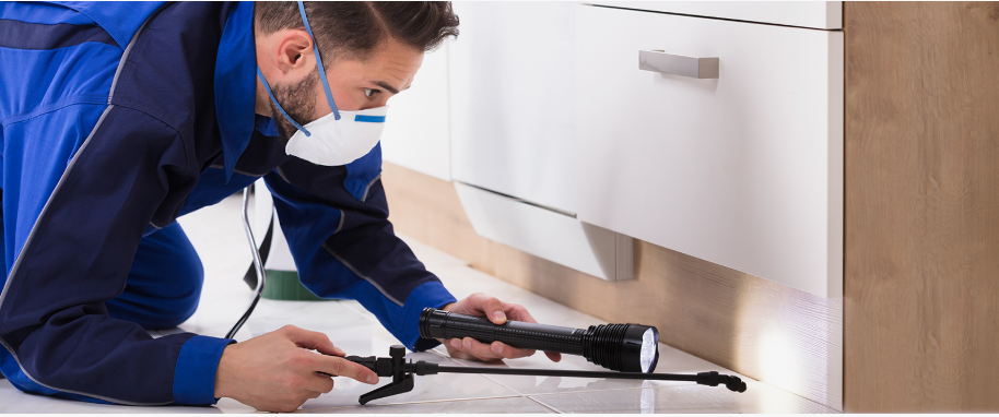 Belton pest xpert removal