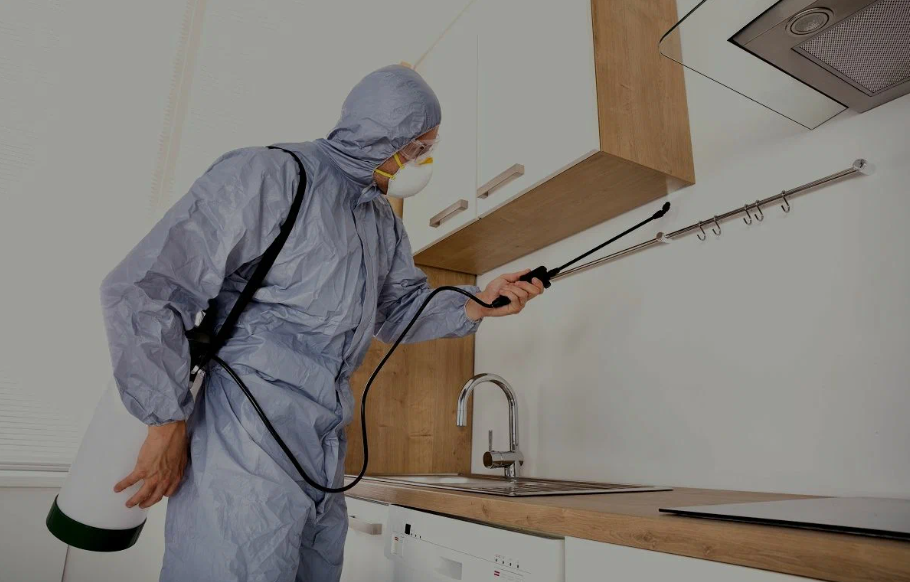 Belton pest managment